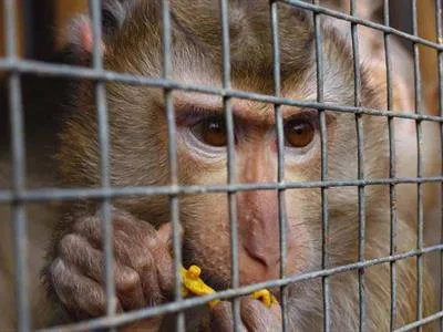 Interpol rescata más de mil animales en operativo regional contra el crimen