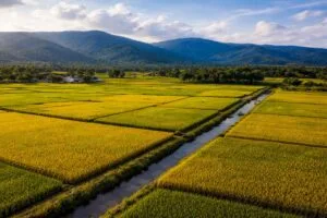 Gobierno deroga decreto que protegía el sector arrocero nacional