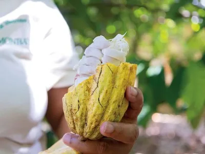 Productores de cacao dominicano buscan mayor financiamiento para exportar productos terminados
