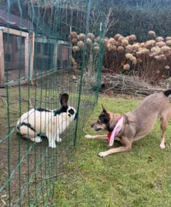 Persisten casos de maltrato animal en República Dominicana pese a ley vigente